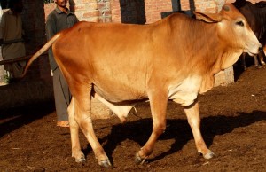 Desi Sahiwal Bull