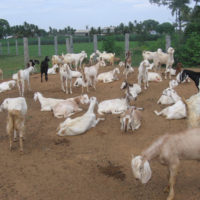 AQEEQAH SERVICE IN KARACHI, PAKISTAN